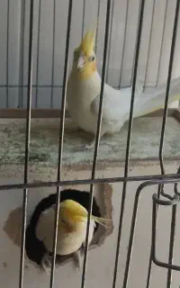 یک جفت عروس هلندی مولد
