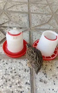 آبخوری و دانه خوری
