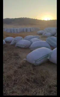 کاه گندم دیم