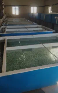 استخدام نیروی کار
