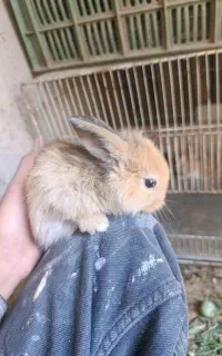 بچه خرگوش پشمالو