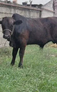 گاو گوساله نر ورزاکوله استسنایی