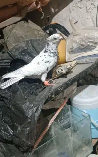 کبوتر