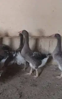 قوغاز تولوز اصل فرانسه