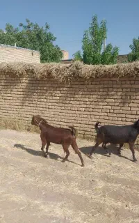بز نژدی