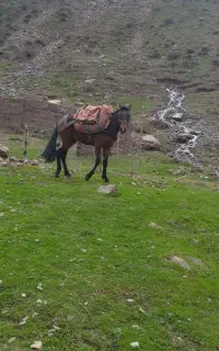 اسب ..سواری .باری
