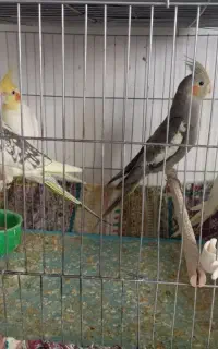 عروس هلندی مولد و جوجه