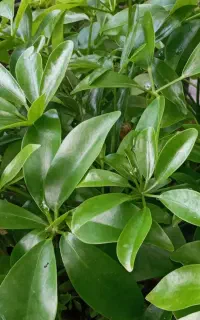 نگهداری،باغداری‌،گل و گیاه و درختچه آپارتمانی