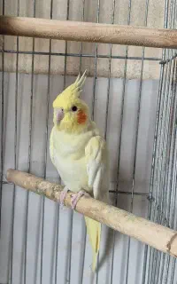 عروس هلندی