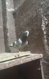 کفتر