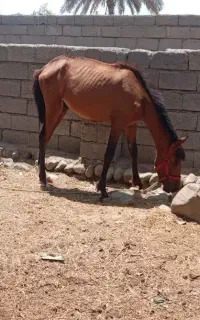 فروش ۷راس اسب مادیان ونریان وکره