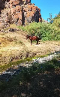 یک اسب نر محلی 3ساله بسیار آرام سلامت