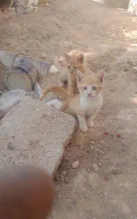 چند بچه گربه دستی ولوس