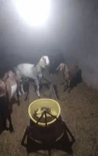 فروش بره و کهره و میش چاق