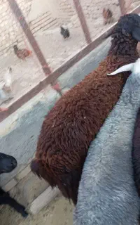 بره نر