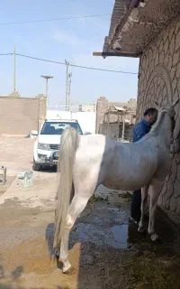 دو راس مادیان درجه یک