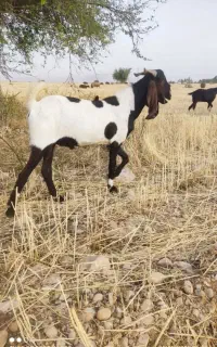 بزنر پاکستانی اصل