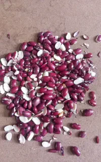 فروش ضایعات حبوبات