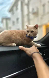 گربه اسکاتیش نر