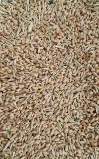 گندوم زابل زیر قیمت بازار