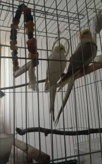 جفت عروس هلندی