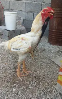 خروس لاری