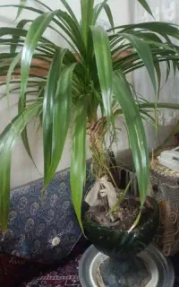درختچه طبیعی
