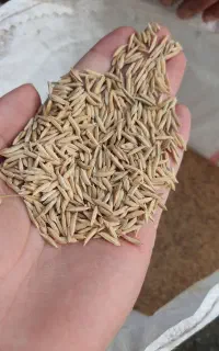 بذر فجر ۹۰ روزه بوجاری شده