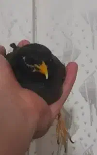 مرغ مینا سخنگو اهلی
