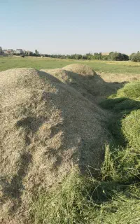 گیاه علف