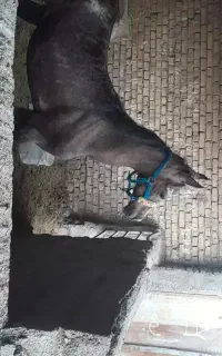 اسب