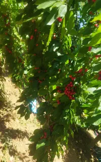 باغ کیلانه شرایط نقد و معاوضه با ماشین زمین و ..
