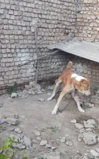 سگ ه
