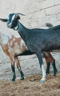دوتا.بز مری ابست دوقلوزا