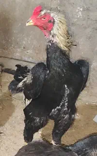 مرغ و خروس اوشامو از نژاد وارداتی