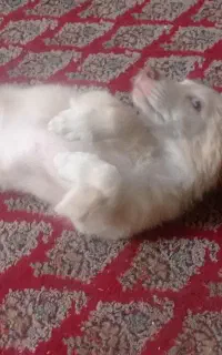 سگ حرف گوش کن