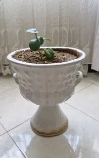 گل وگلدان