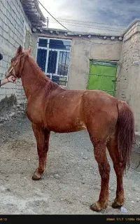 اسب مادیون یورقه تند