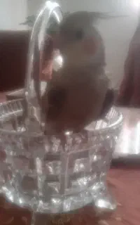 عروس هلندی گمشده حصارک