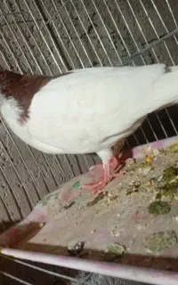 کفتر