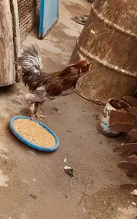 مرغ