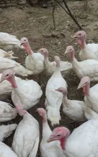 بوقلمون گوشتی سه ماهه