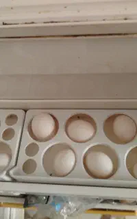 تخم کبوتر