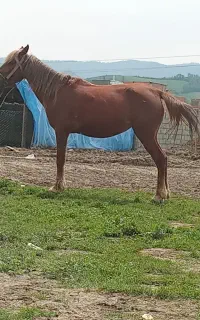 اسب ابسن نزدیک زایدن