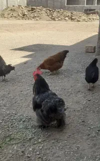 مرغ و خروس