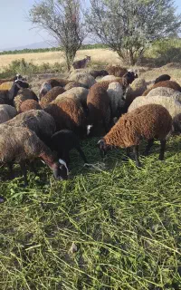 تعداد بره ماده اصل شال