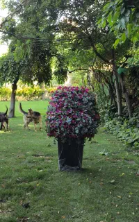 باکس گل رز سلطنتی مصنوعی خواستگاری