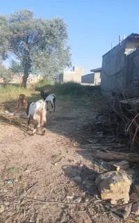 بز پاکستانی