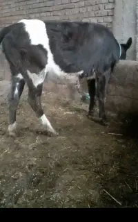 گوساله ماده