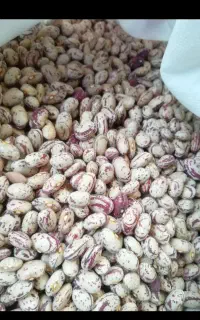 لوبیا چیتی صالح